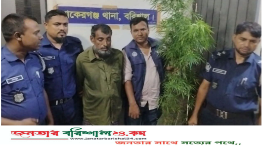 বাকেরগঞ্জে গাঁজা গাছসহ চিহ্নিত মাদক কারবারি গ্রেপ্তার