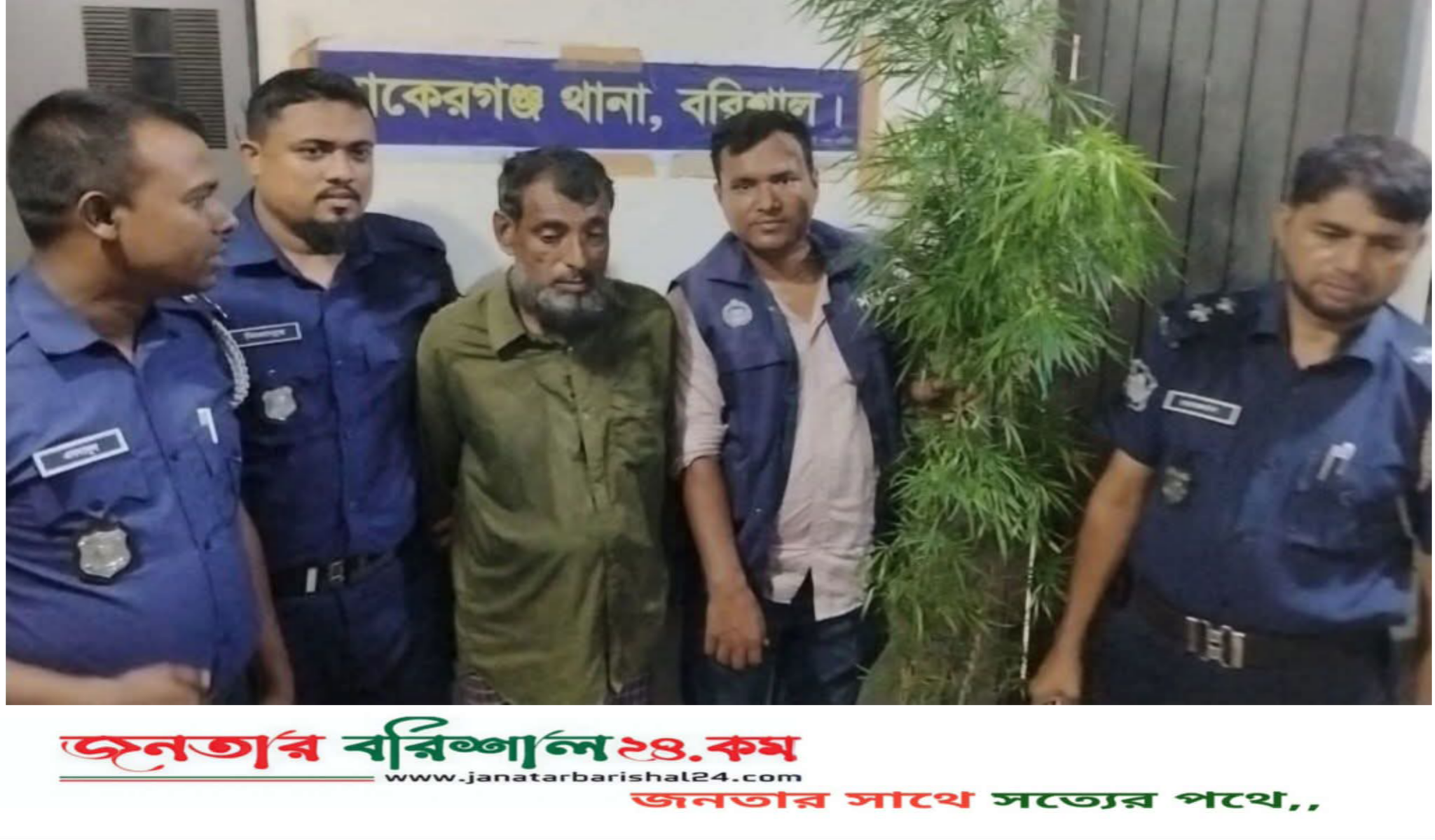বাকেরগঞ্জে গাঁজা গাছসহ চিহ্নিত মাদক কারবারি গ্রেপ্তার