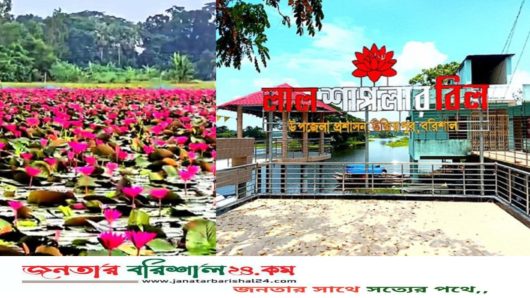 লাল শাপলা রাঙিয়ে তুলছে সাতলা বিল, সৌন্দর্য বাড়াতে ইউএনও আলী সুজার অবদান প্রশংসনীয়