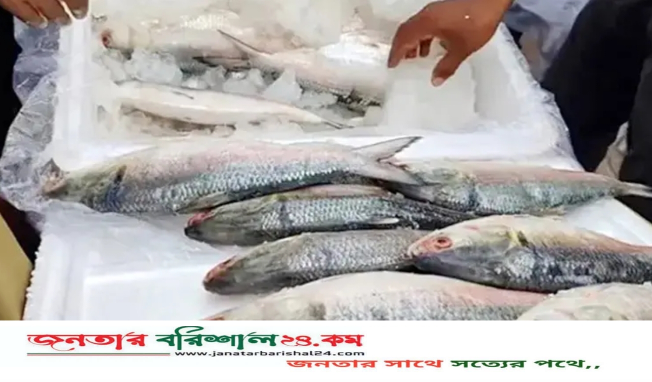 ৫০০ টাকা কেজি ভারত-মিয়ানমারের ইলিশ দেশে বিক্রি ১৪০০-১৮০০!