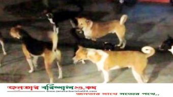 বিসিসিতে পথকুকুরের উপদ্রব থেকে রক্ষায় ‘ডগ শেড’ করার উদ্যোগ