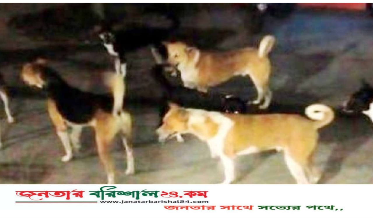 বিসিসিতে পথকুকুরের উপদ্রব থেকে রক্ষায় ‘ডগ শেড’ করার উদ্যোগ
